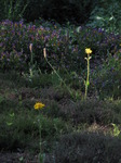 SX06353  Wolf's bane (Arnica montana) with Heartsease (Viola tricolor).jpg